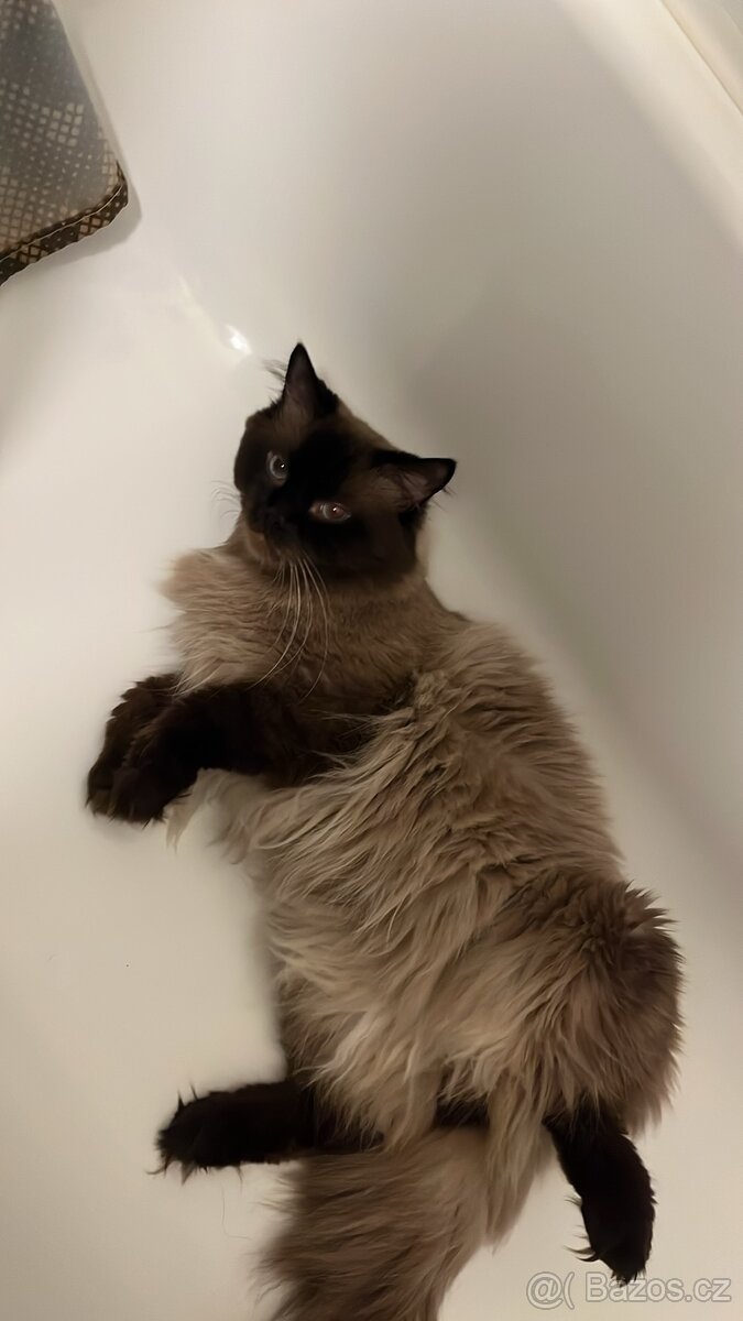 Ragdoll ke kryti - 6
