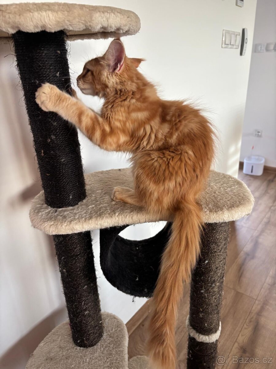 Mainská Mývalí - 6