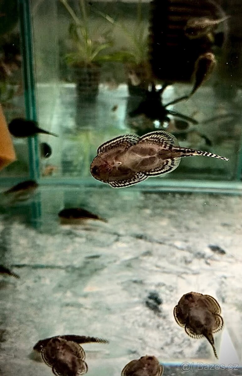 Hoplarchus psittacus,Dicrossus maculatus - 6