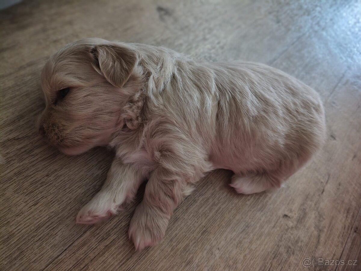 Štěňátka havanského psíka s PP - 6