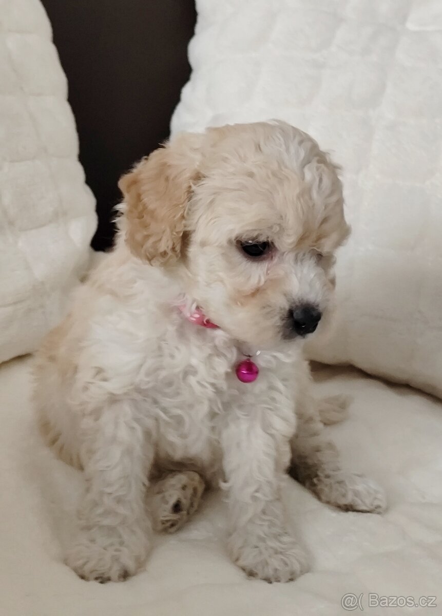 Maltipoo - 6