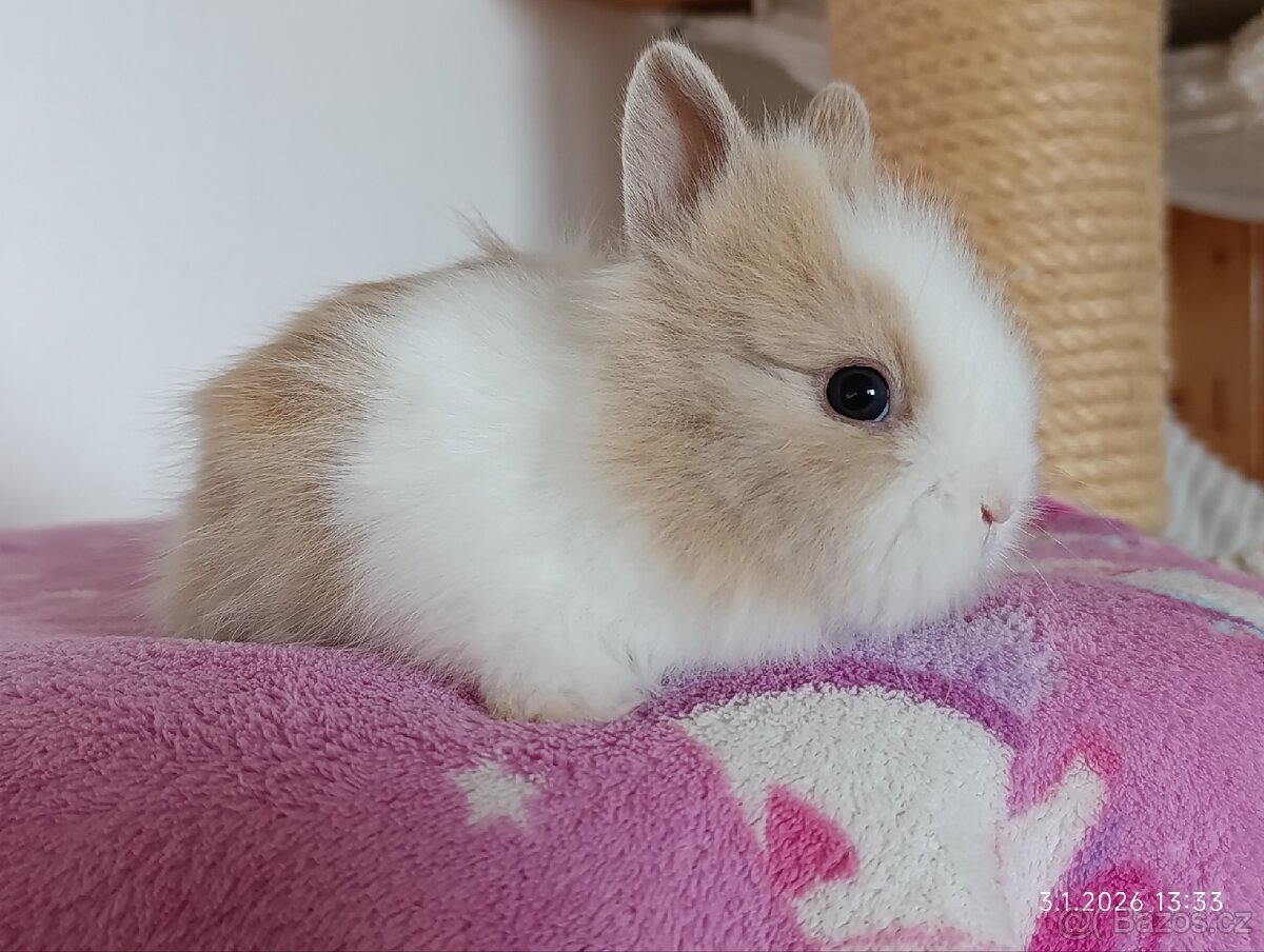 Zakrslý teddy králík - mláďata - 6