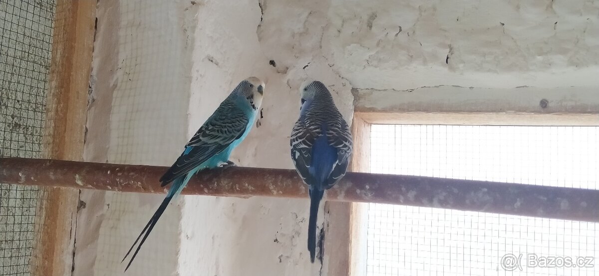 KORELY - ANDULKY - 6