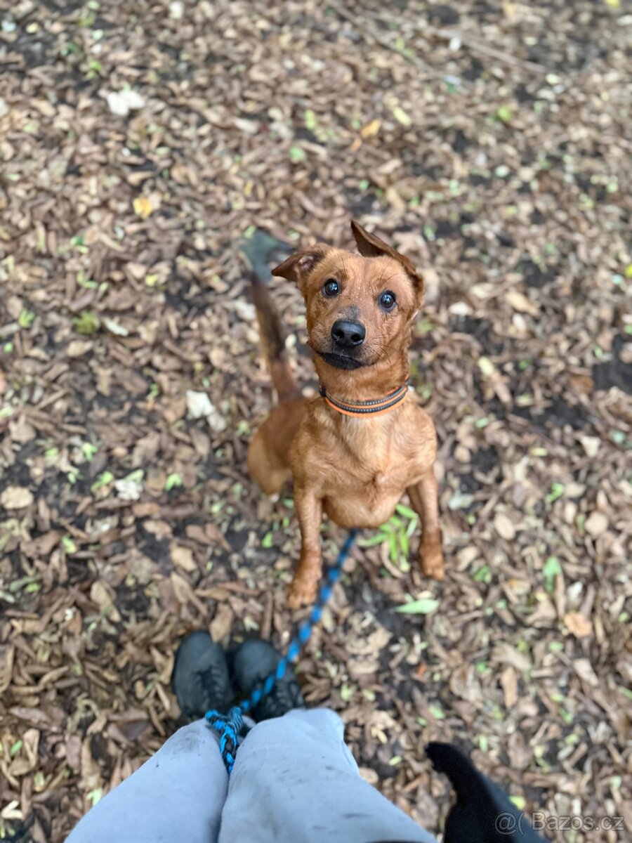 Simba - temperamentní pes, 2 roky, x jezevčík - 6