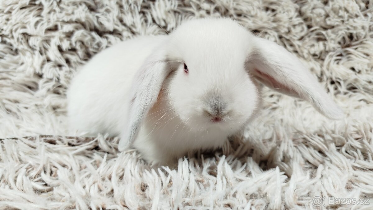 Zakrslý beránek, králíček, králík - MOLLY - 6