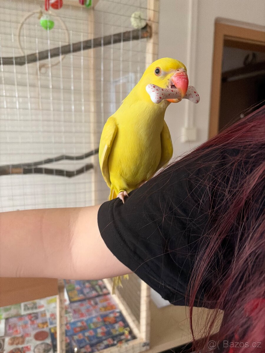 Alexandr malý/pětiměsíční papoušek - 6