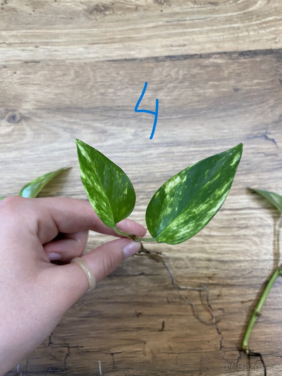 Epipremnum aureum - zakořeněné řízky - 6