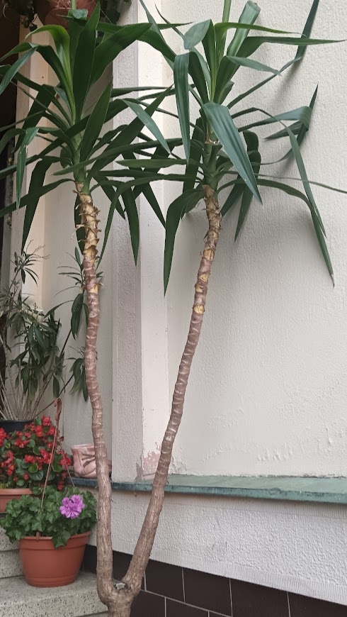 Juka, šeflera, zelenec - 6