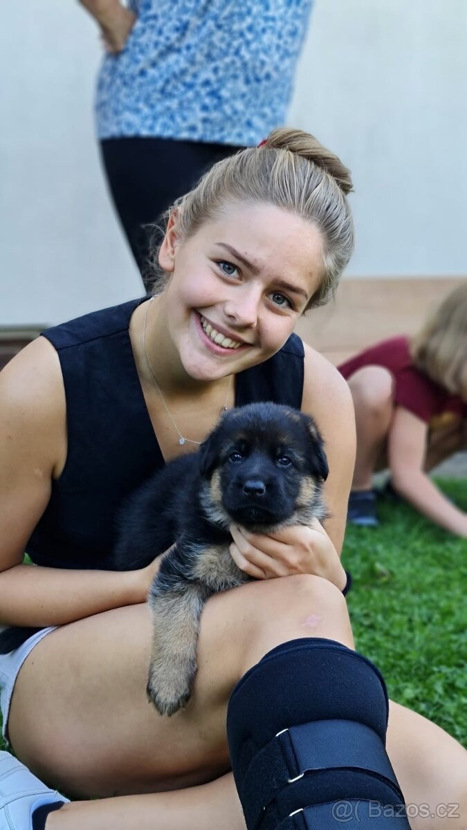 Německý ovčák - štěňata s PP - 6