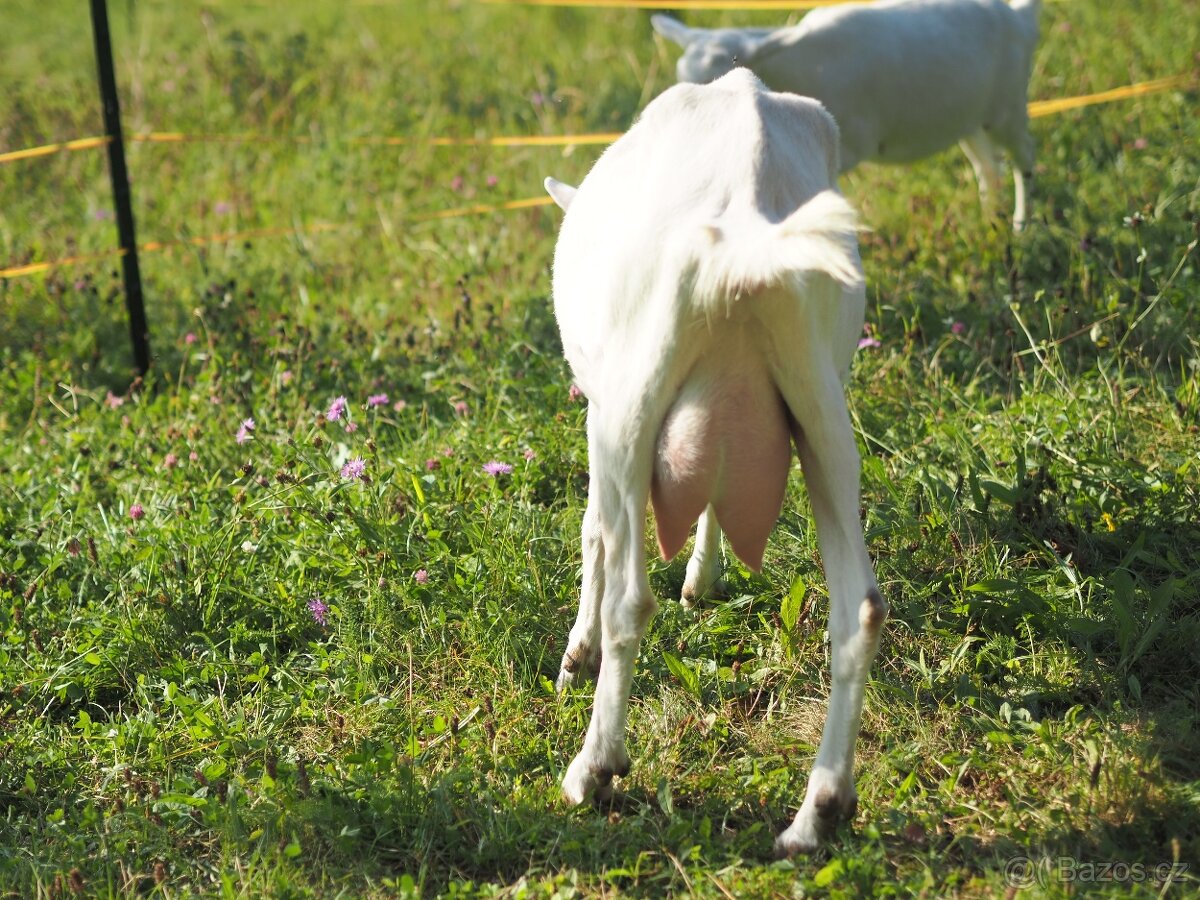 Prodám čistokrevné české bílé kozy - matka + dvě dcery - 6