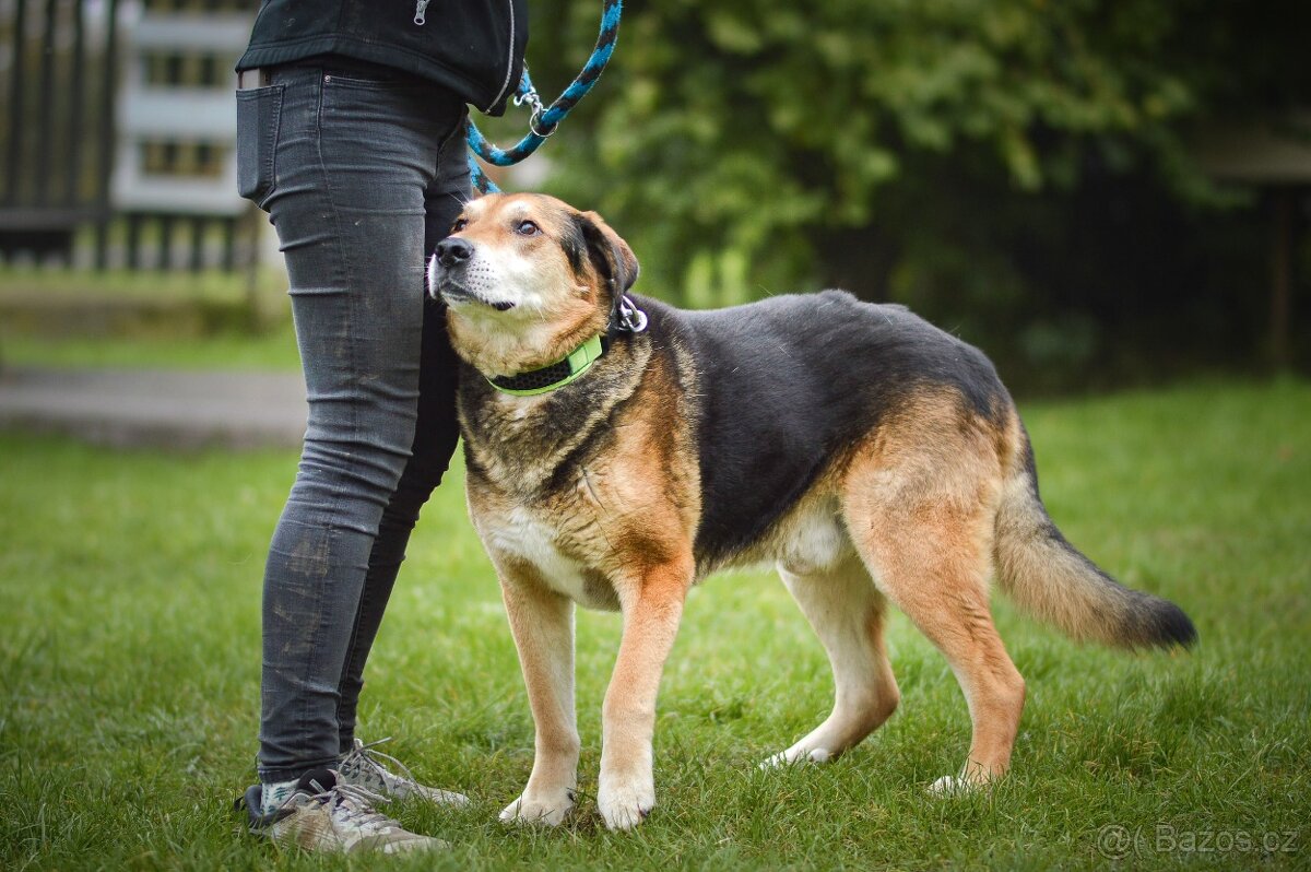 Rexík - ovčák co nechce odejít sám. 12 let. - 6