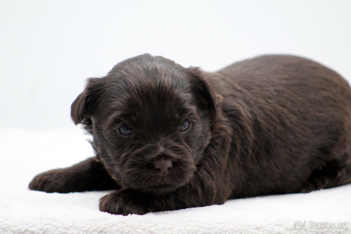 jorkšírský terrier s PP - 6