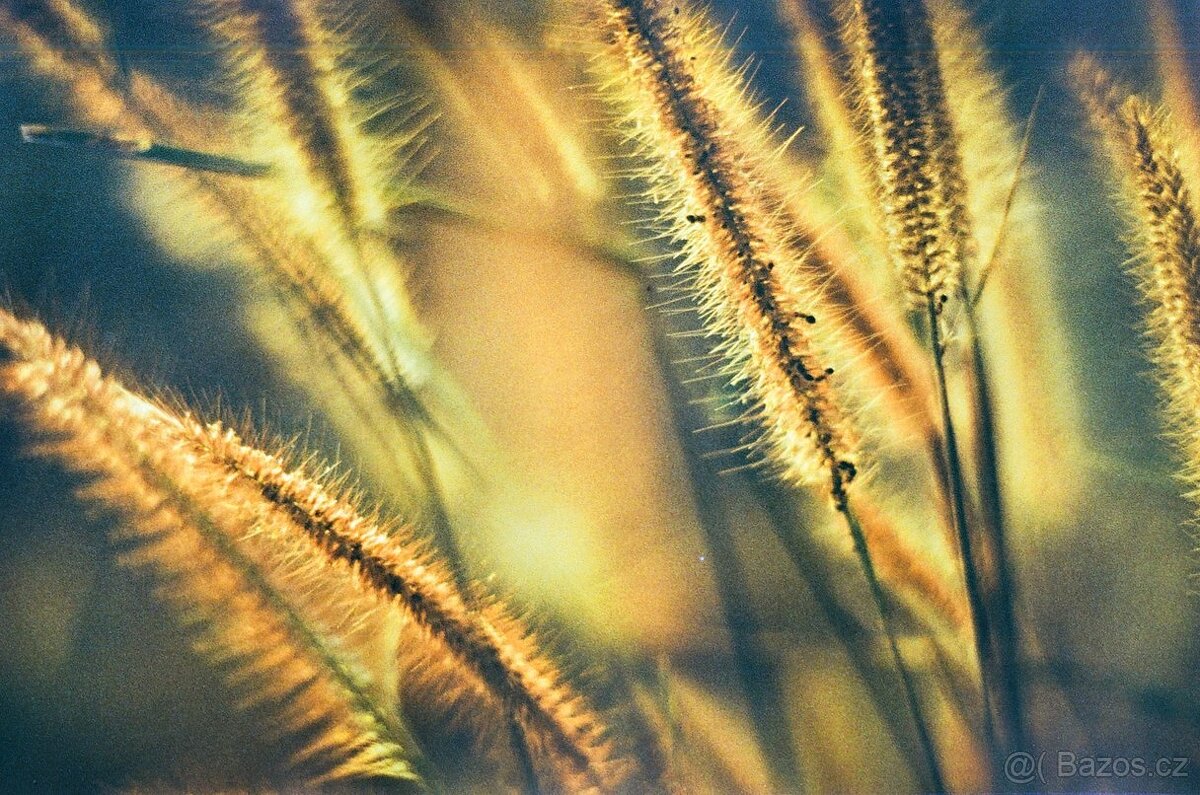 Meyer-Optik Gorlitz Oreston 50mm F1.8 M42 - 6