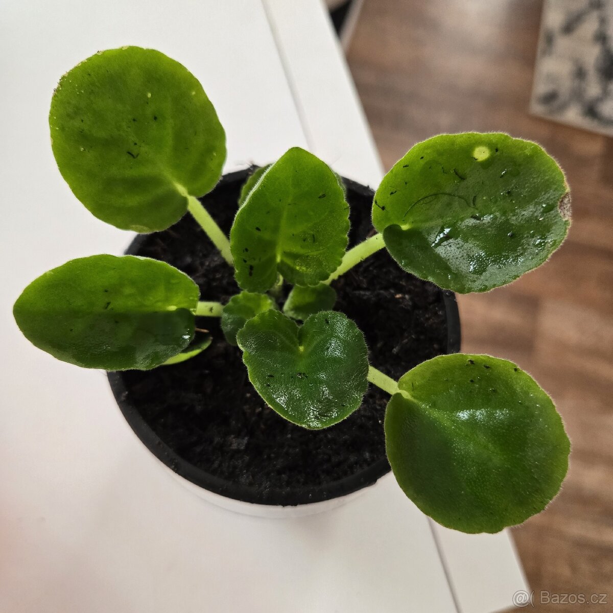 Fialka bílá, fialové okraje květů - 6