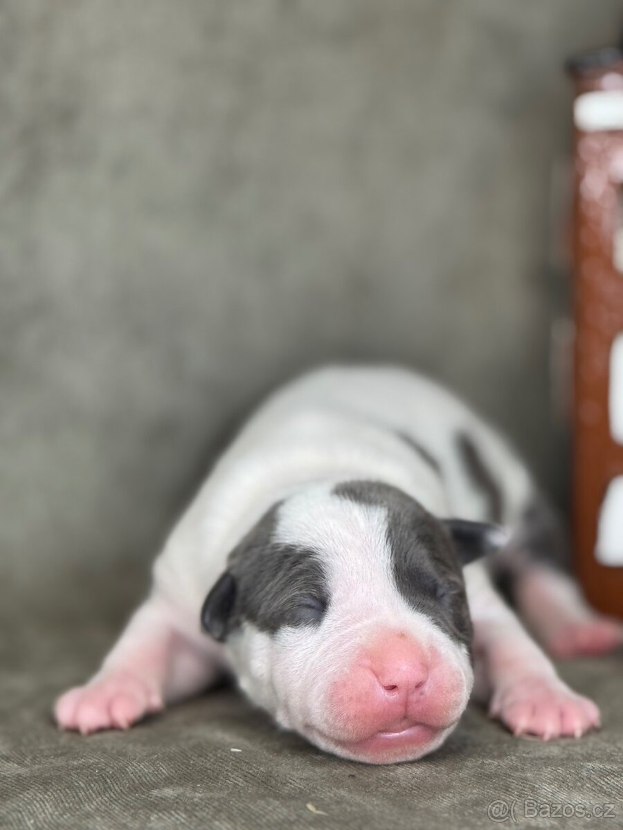 Americký stafordšírský teriér - 6