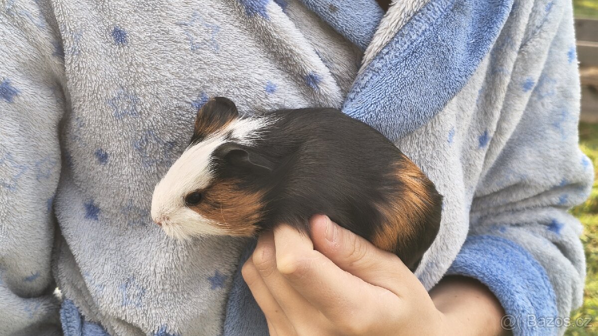 Morče, morčata, morčátka - 6