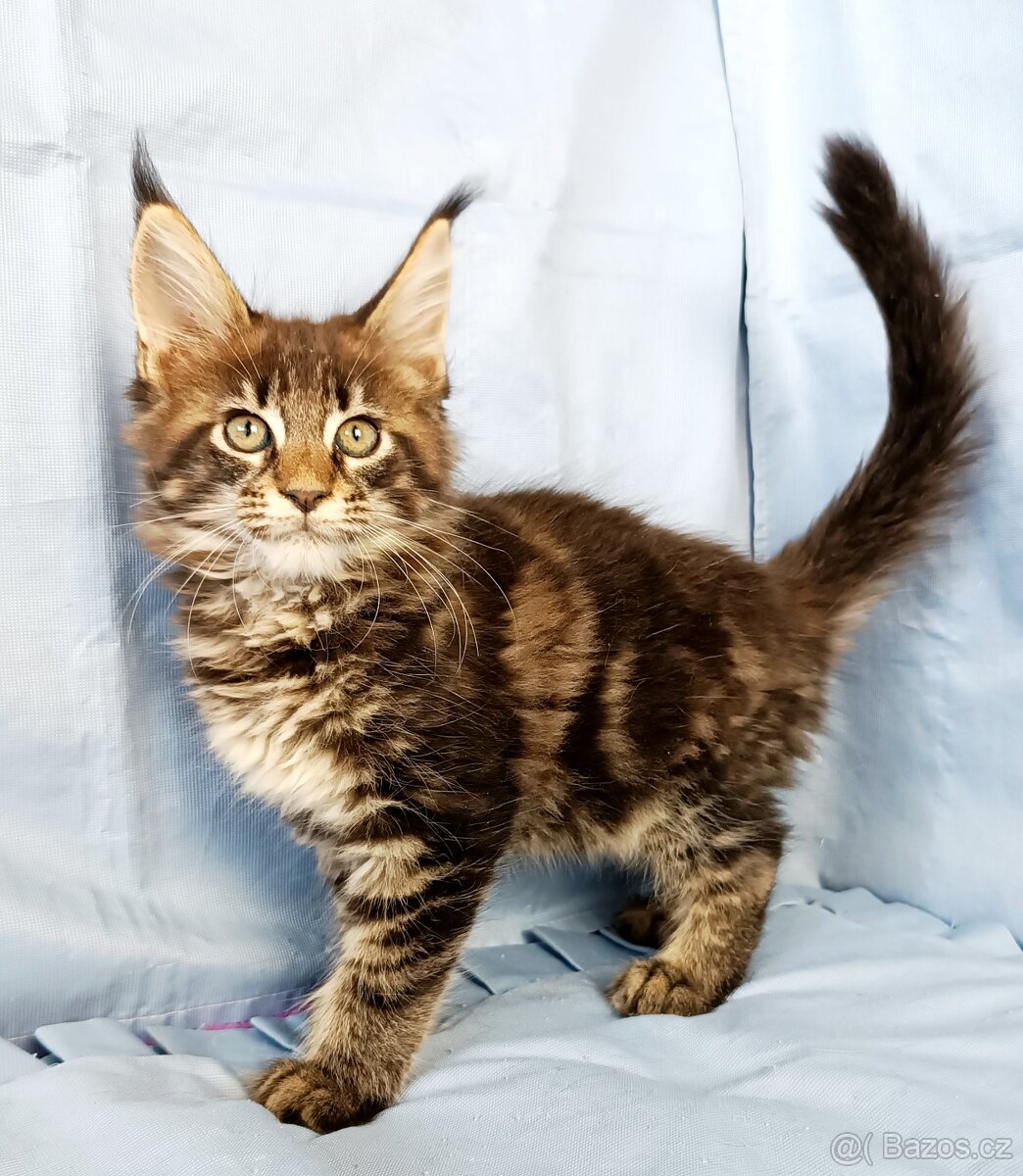 Mainská mývalí- kočička s PP - 6