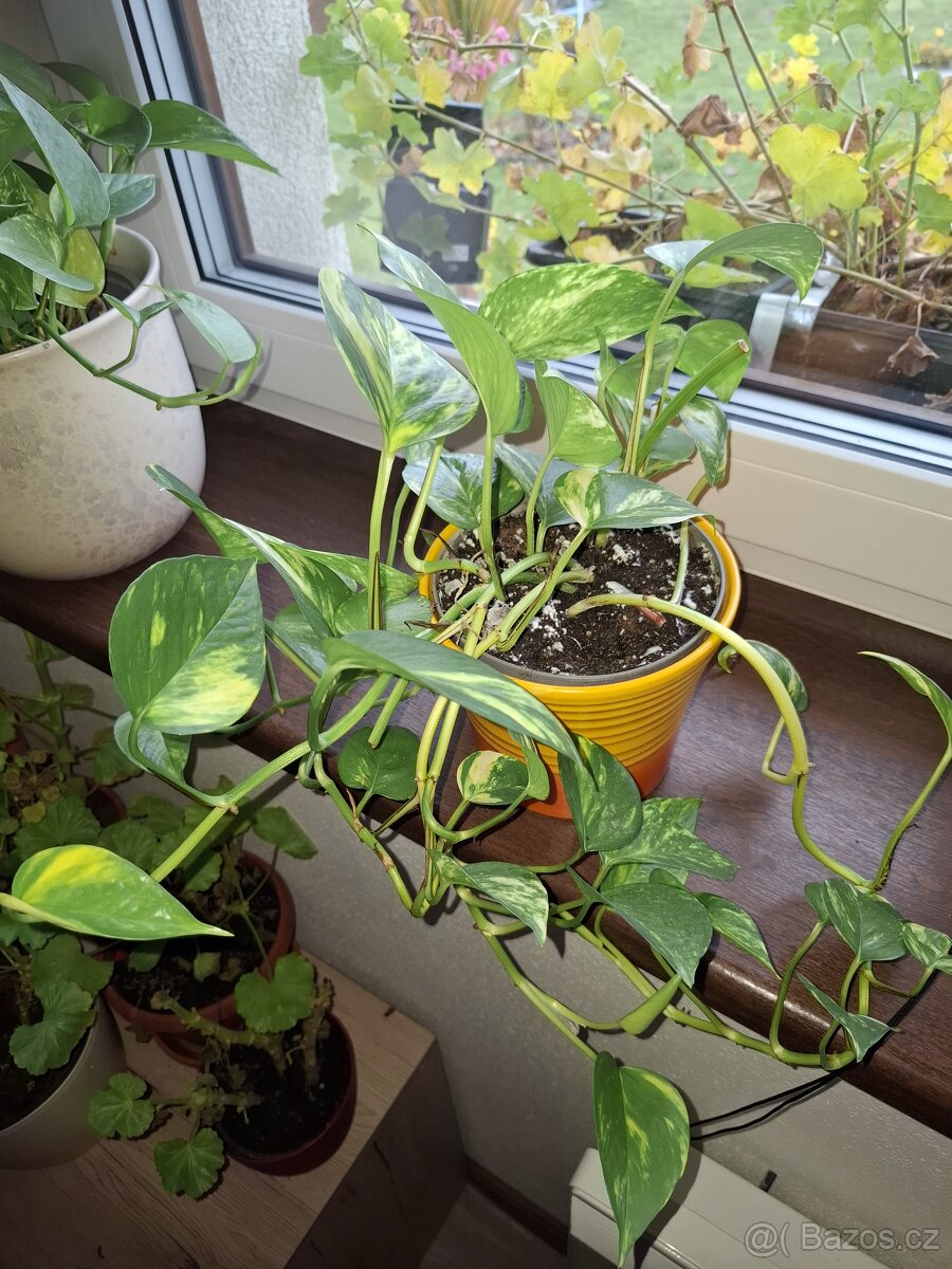 Pokojové květiny - 6