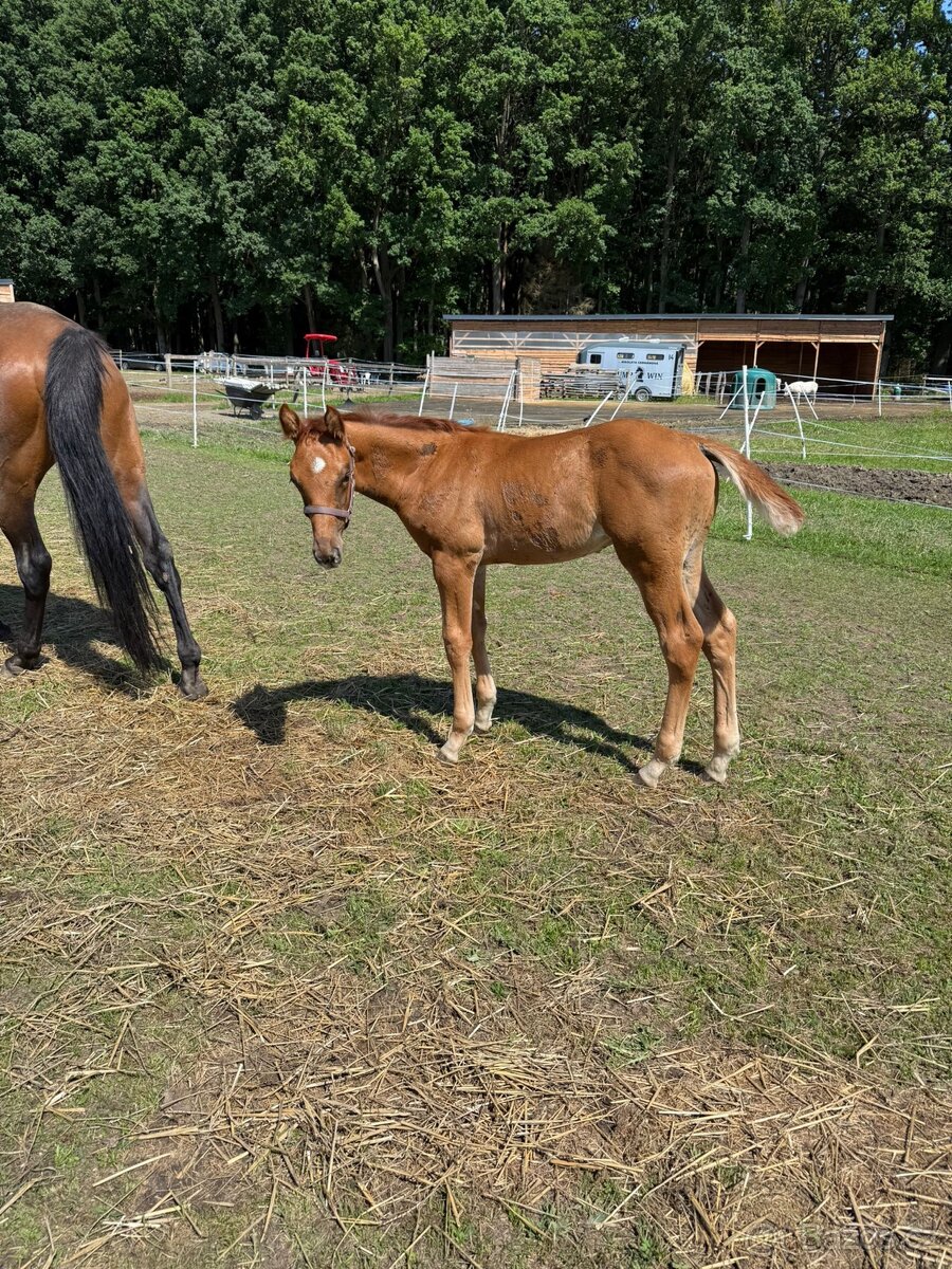 Hřebeček na prodej - 6