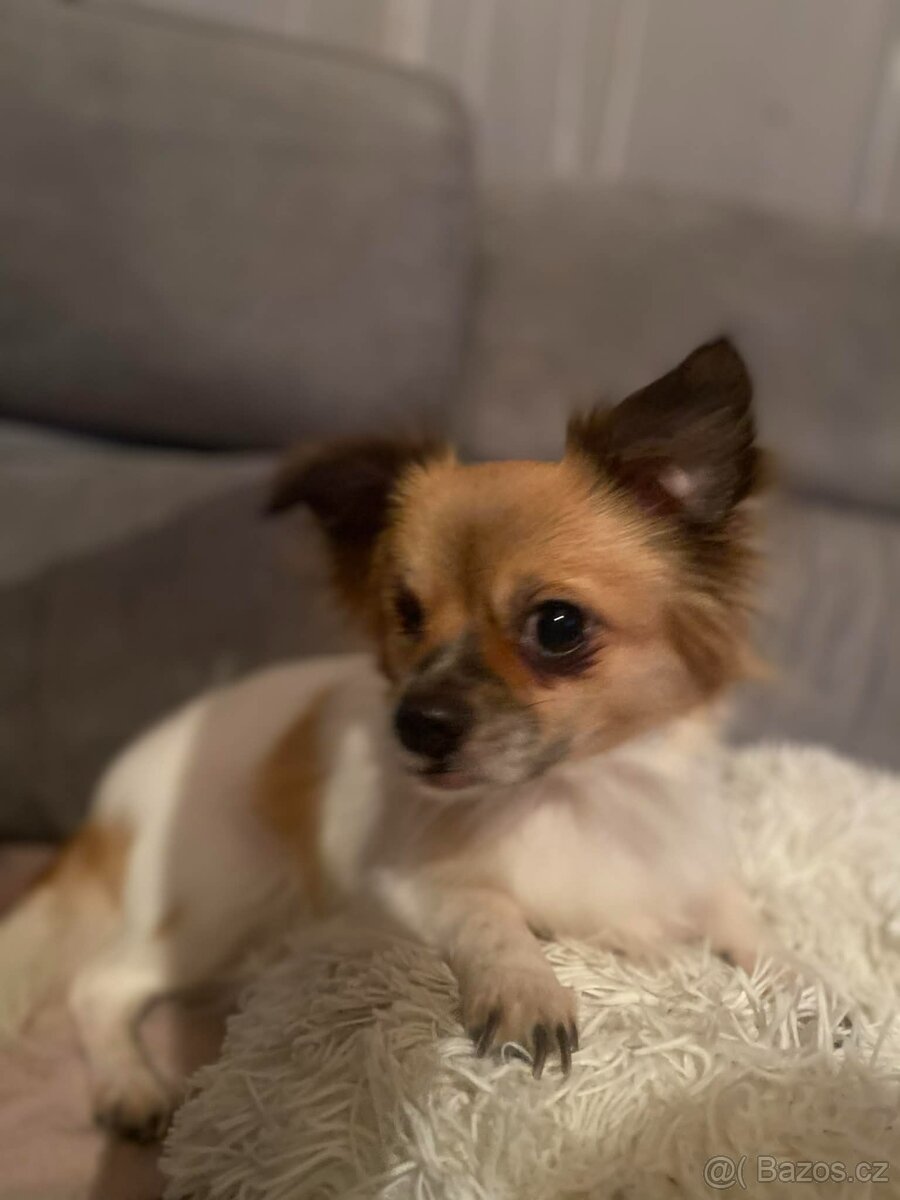 Štěně čivavy - 6