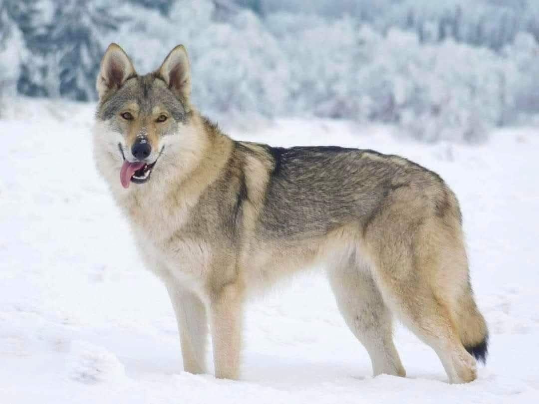 Československý vlčák - 6