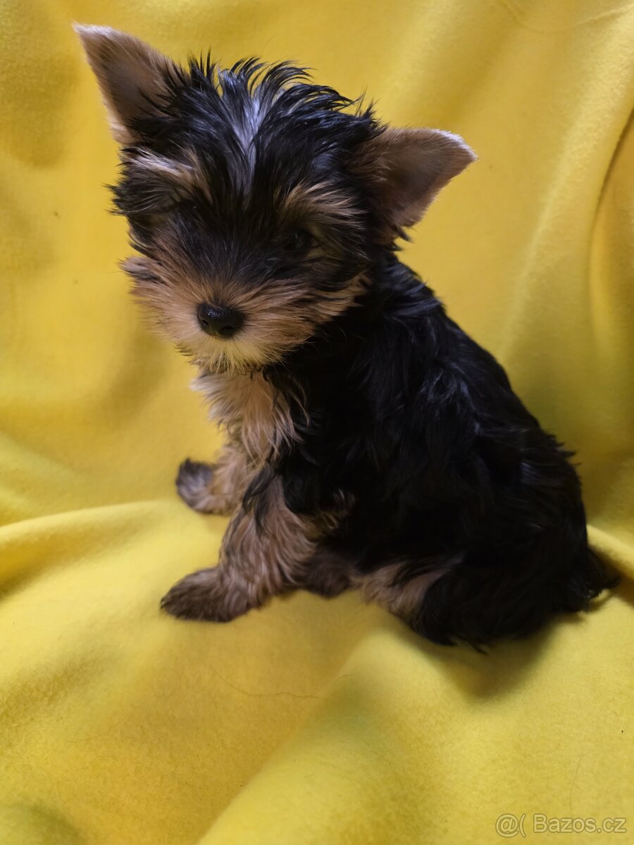 Jorkšířský teriér - 6