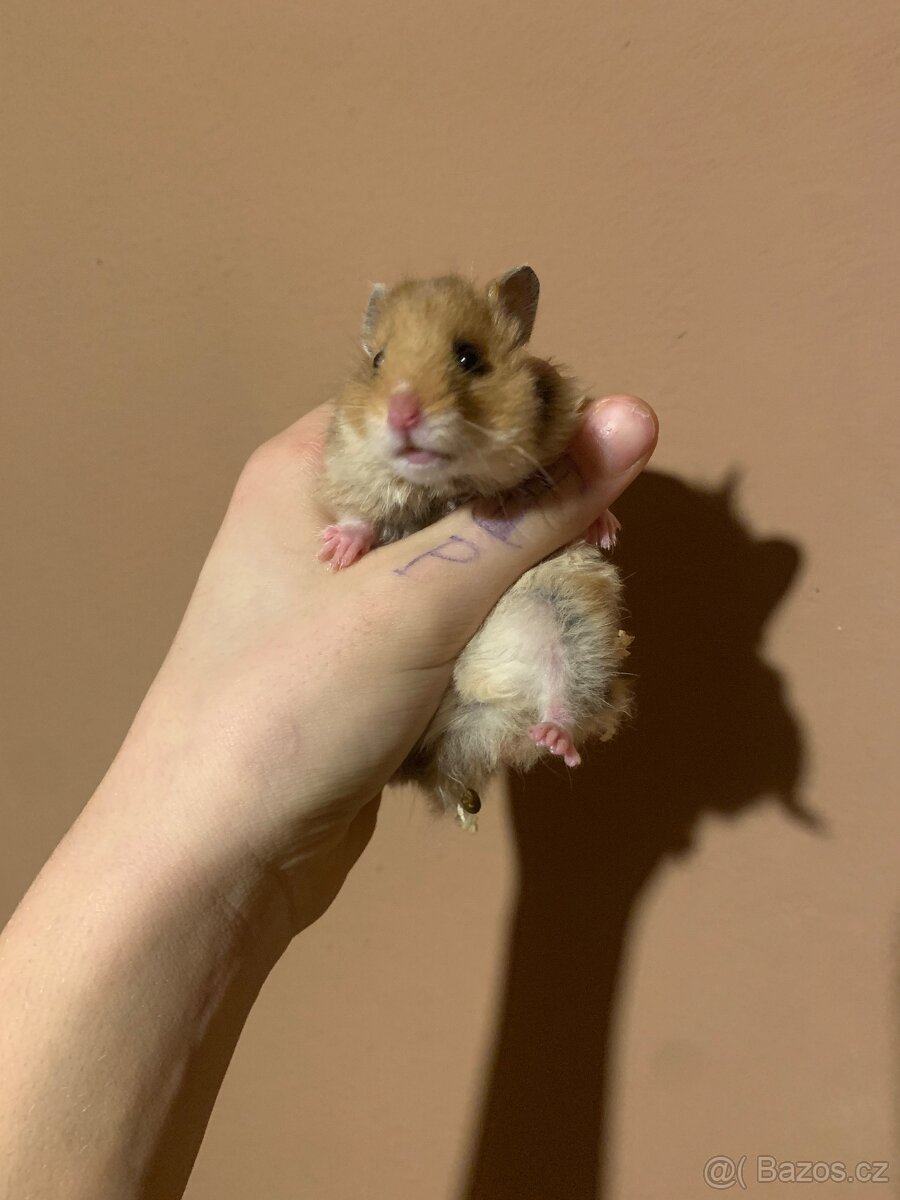 Křeček syrsky mláďata - 6