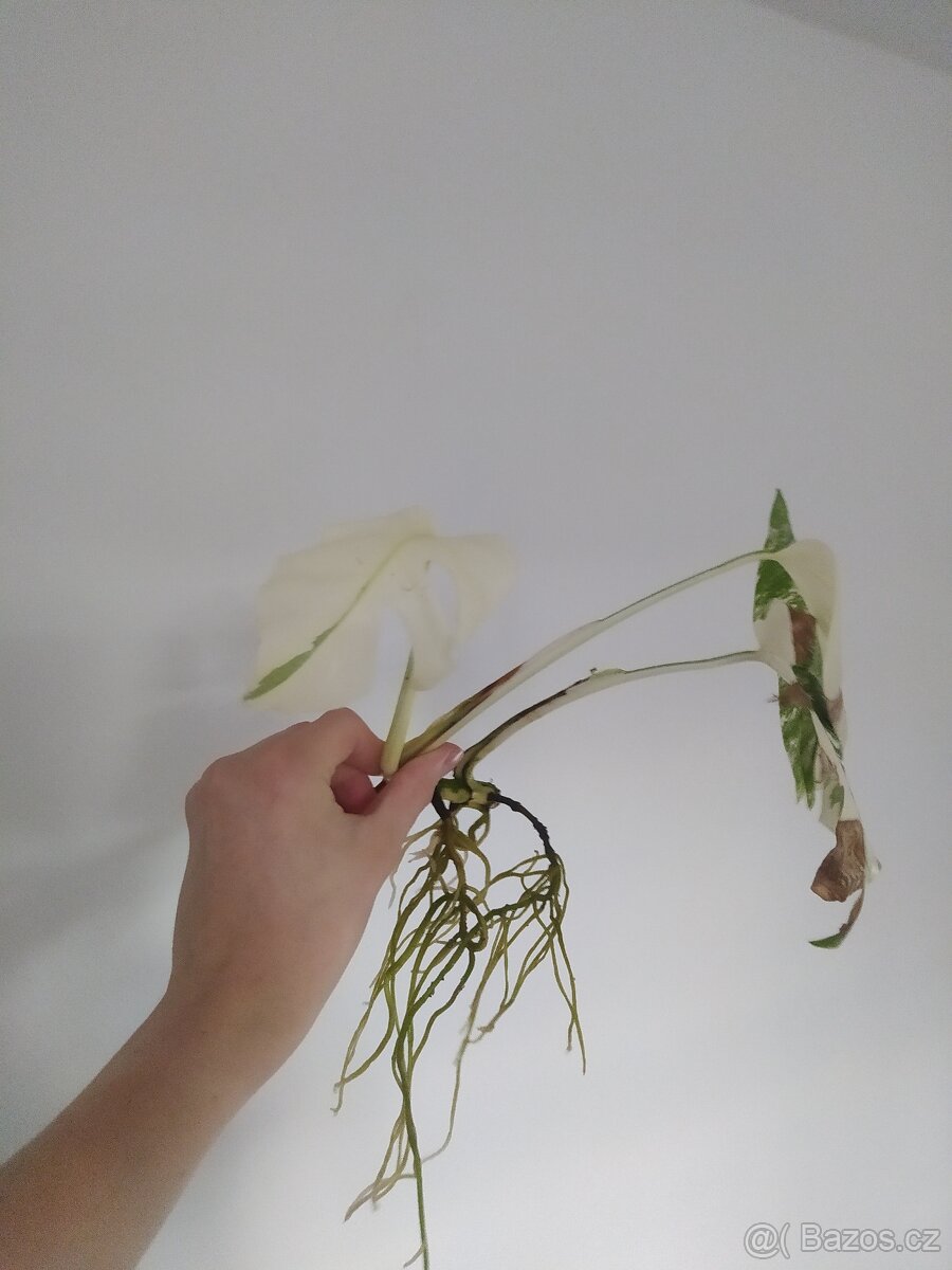 Monstera Albo Variegata - 6