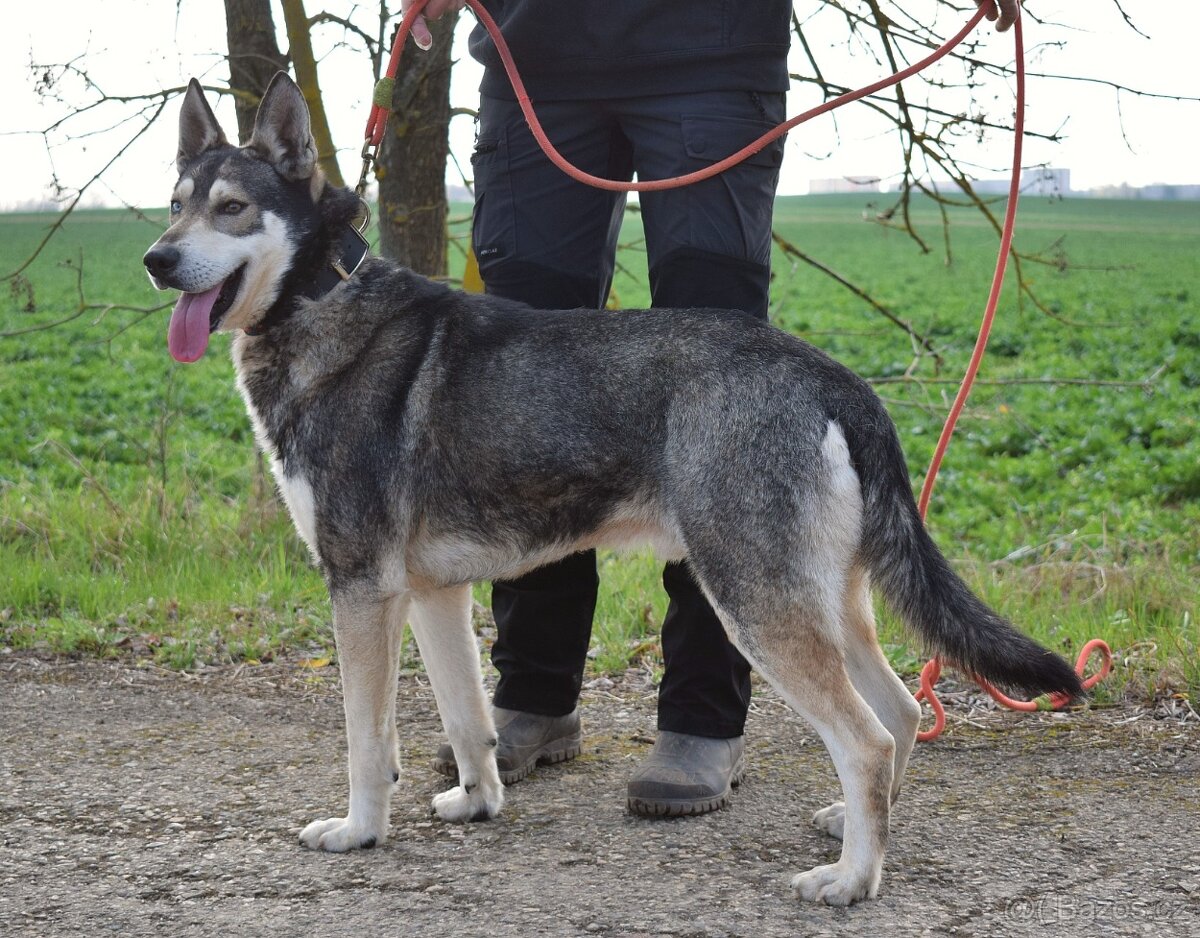 RONY K ADOPCI - přátelský věrný mazel, vhodný k dětem - 6