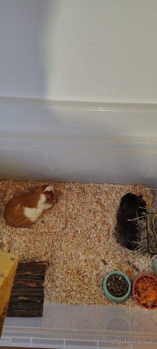 Prodám morčata i s králíkárnou - 6