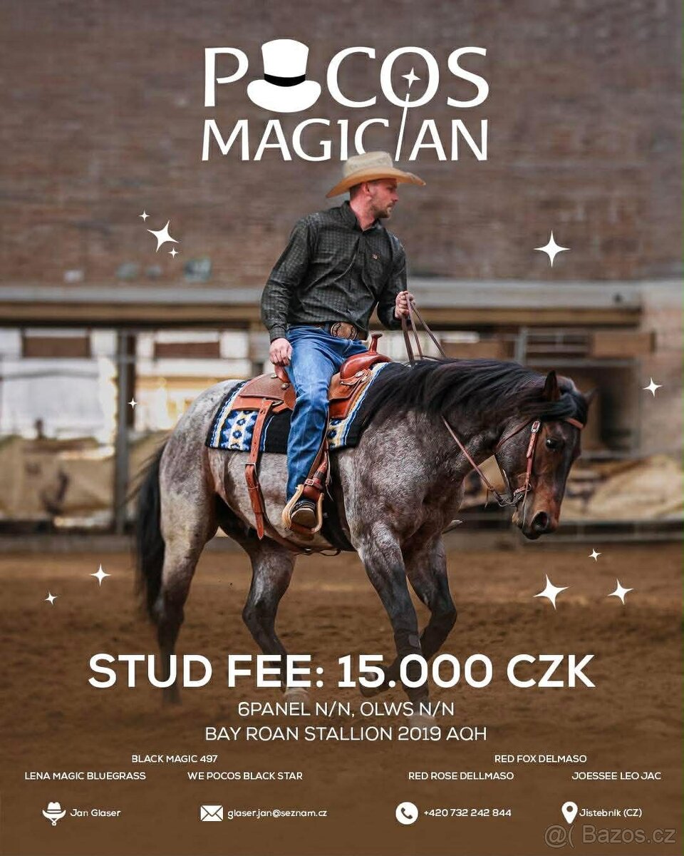 Připouštění QH hřebcem - 6