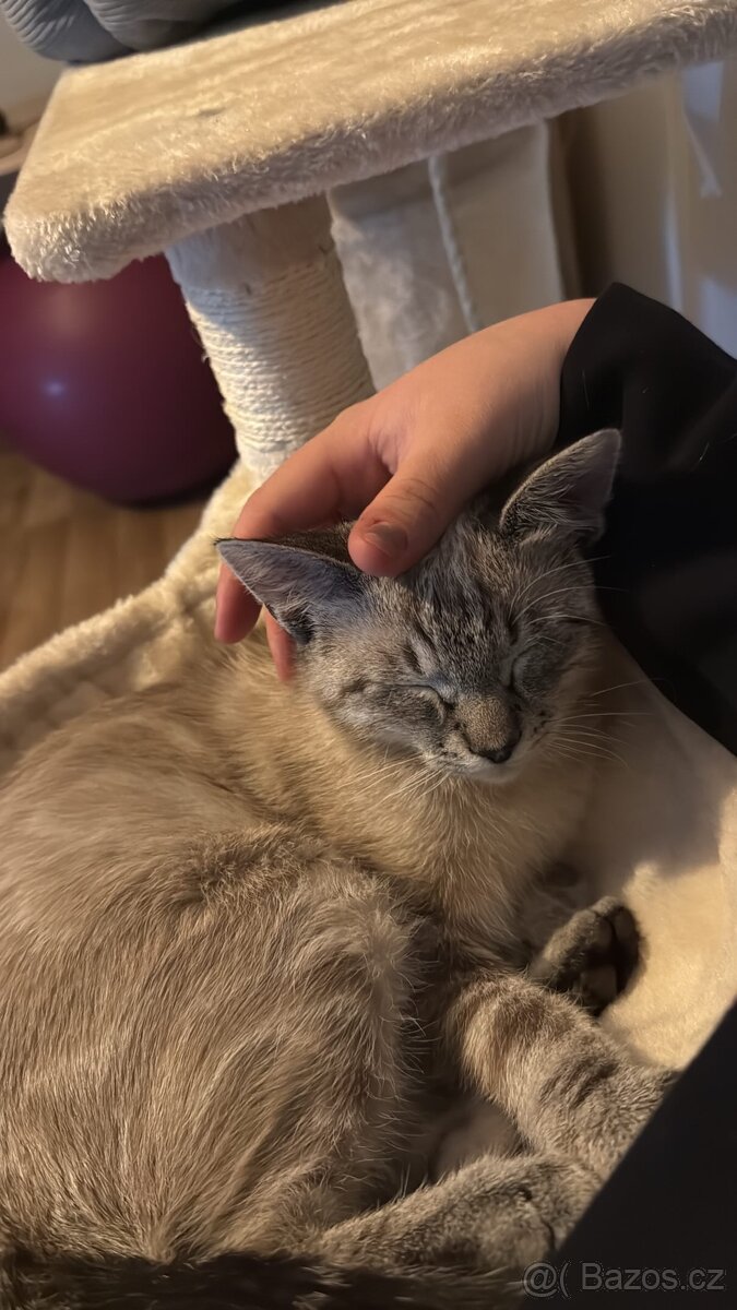 Daruji do dobrých rukou dvě kočičky - 6