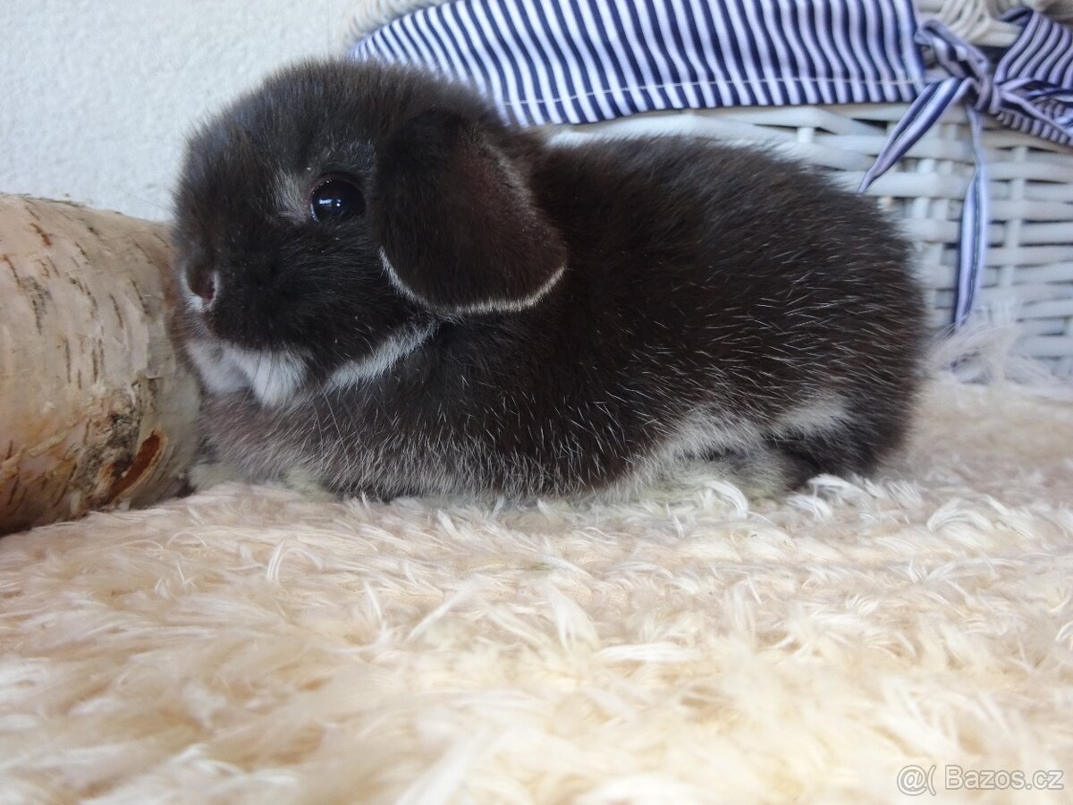 Minilop - sameček - 6