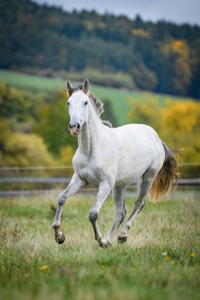 Perspektivní Lusitano klisna - 6