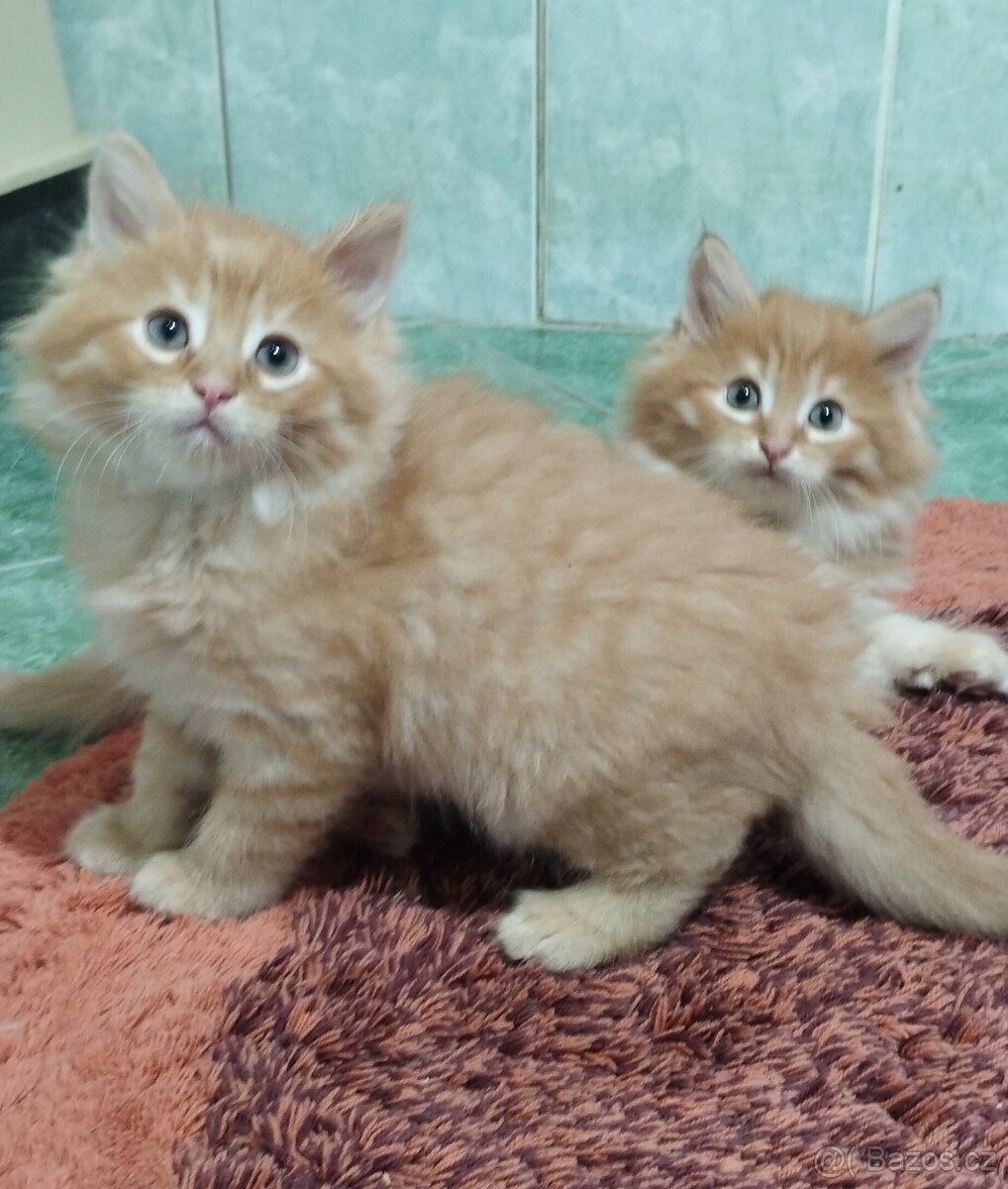 Sibiřská koťata - 6