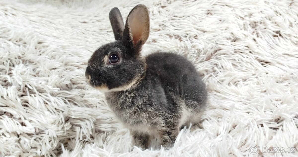 Zakrslý králík, králíček-(REX)-DAISY - 6