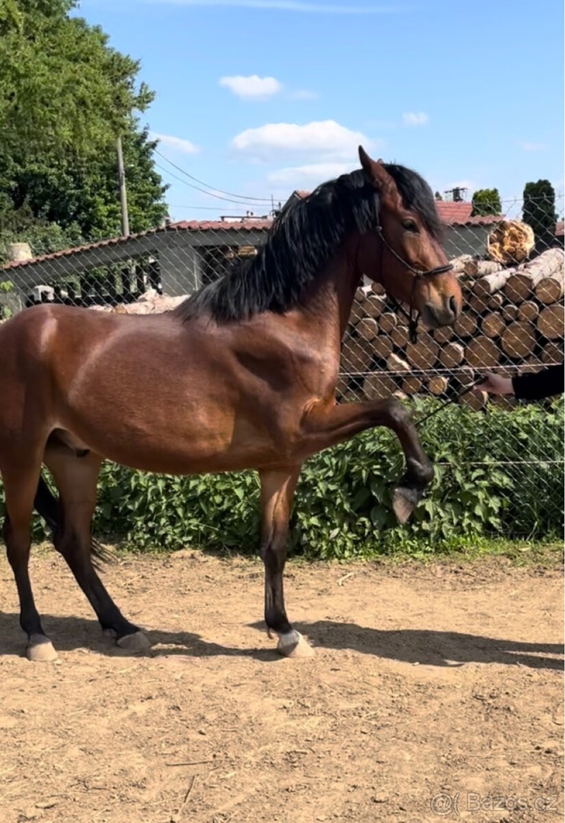 Český sportovní pony - 6