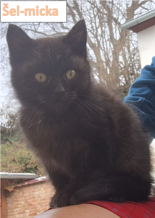 Darujeme koťátko - 6