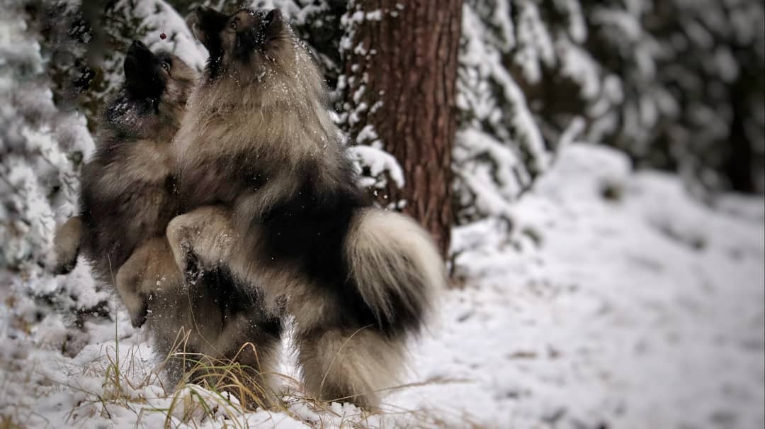 Německý špic vlčí / Keeshond s PP - 6