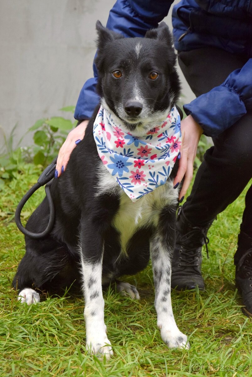 Naja hledá domov - 6