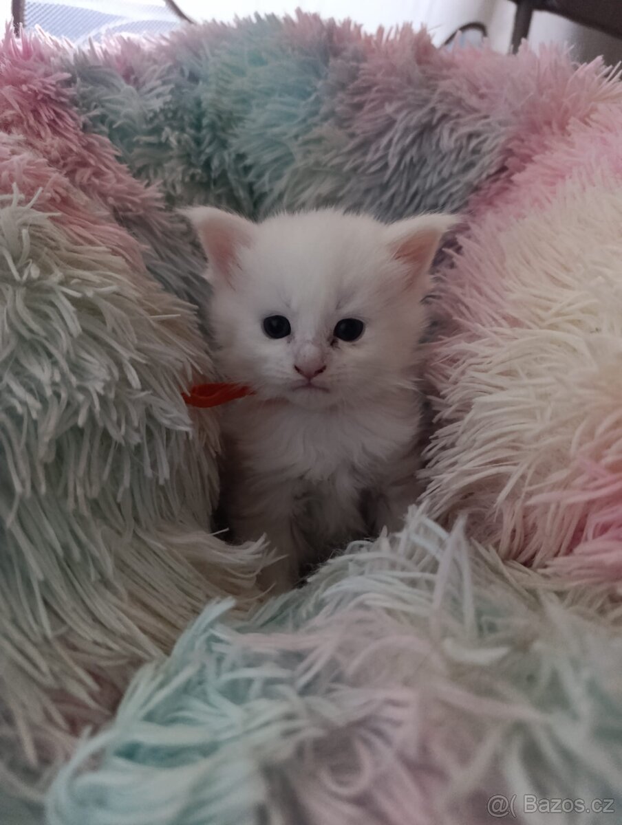 Mainská mývalí bez PP - 6