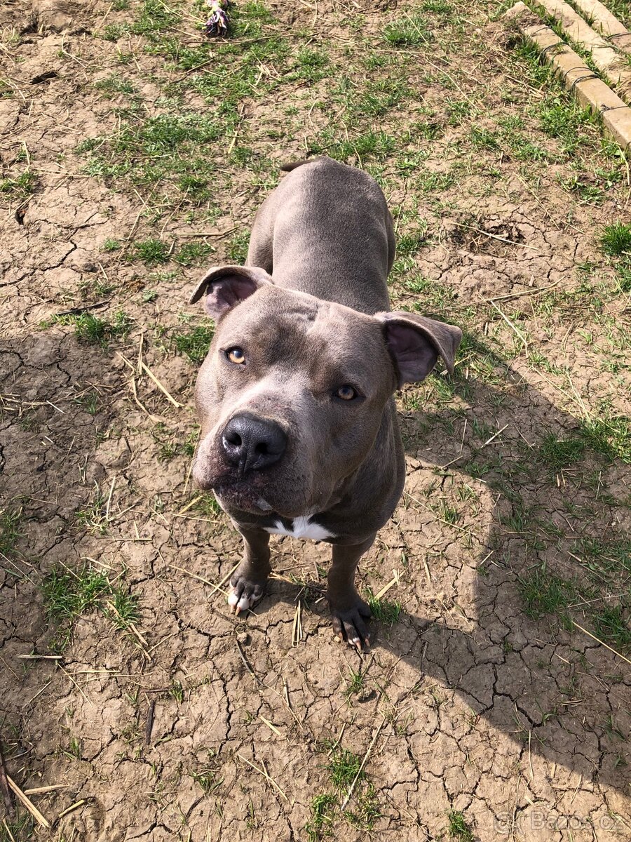 Krytí Americký stafordširský teriér - 6