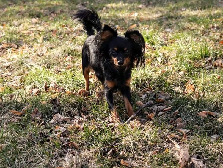 pražský krysařík-nabízím krytí - 6