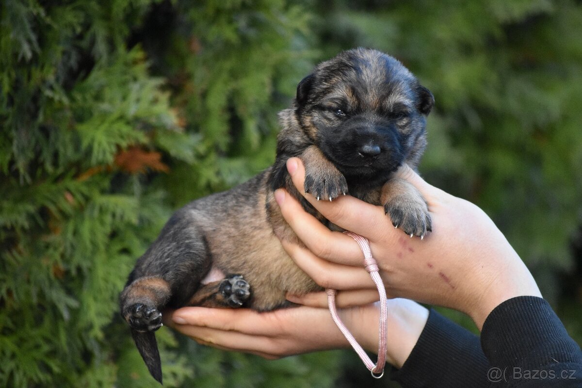 Německý ovčák s PP štěňata - 6