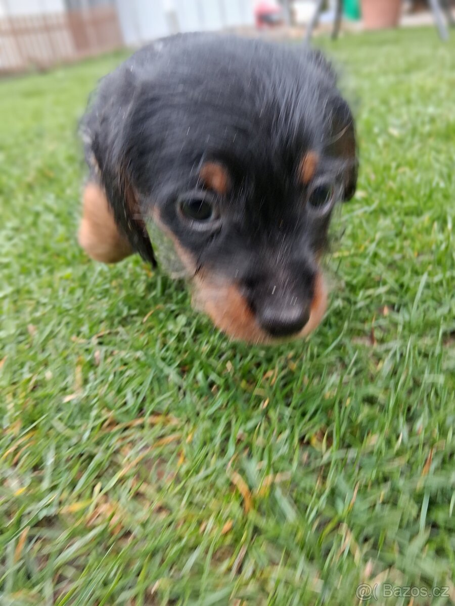 Jezevčík drsnosrsty - 6