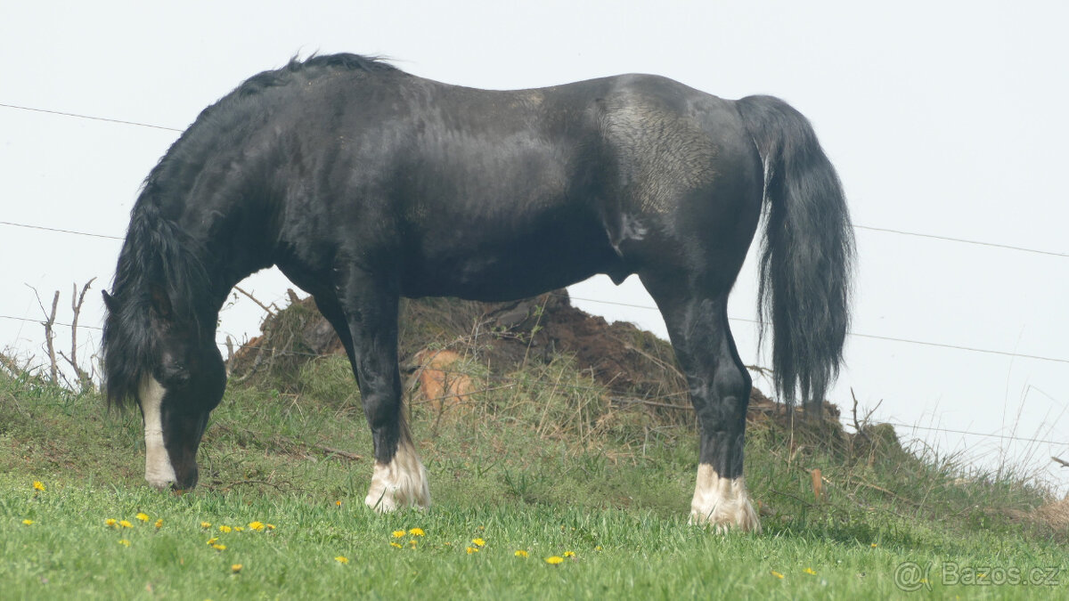 Welsh pony of cob type - 6