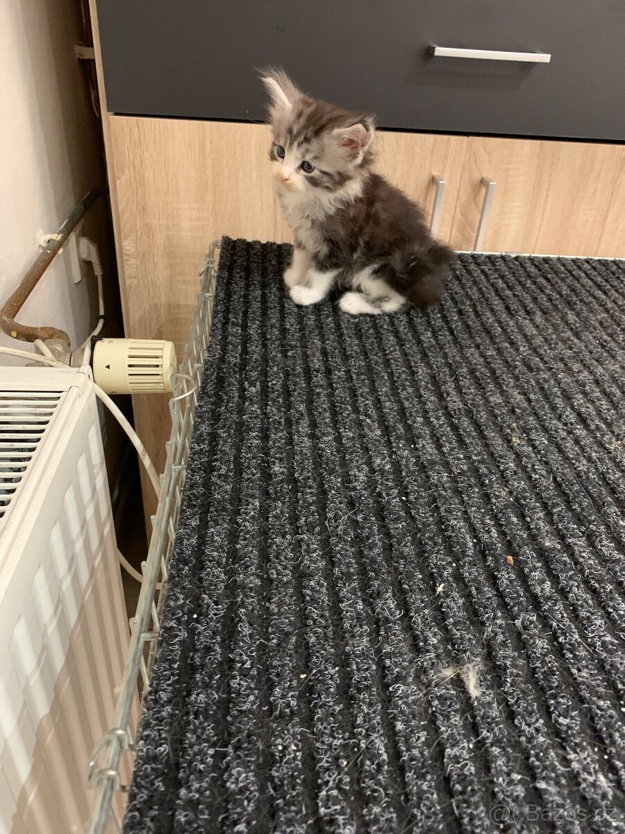 Koťátka Mainské Mývalí - 6