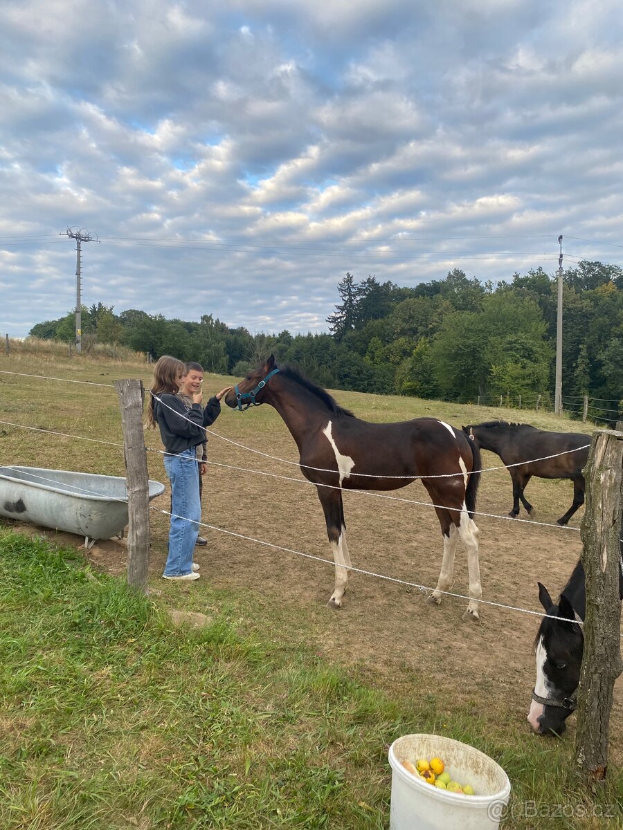 Nabízím klisnu Barock Pinto - 6