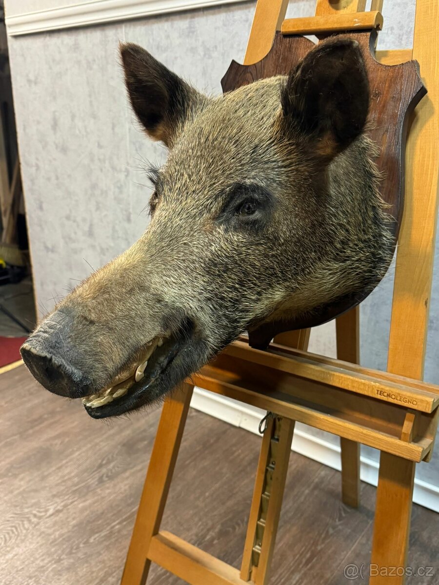 Lovecká trofej - Divoké prase (141047) - 6