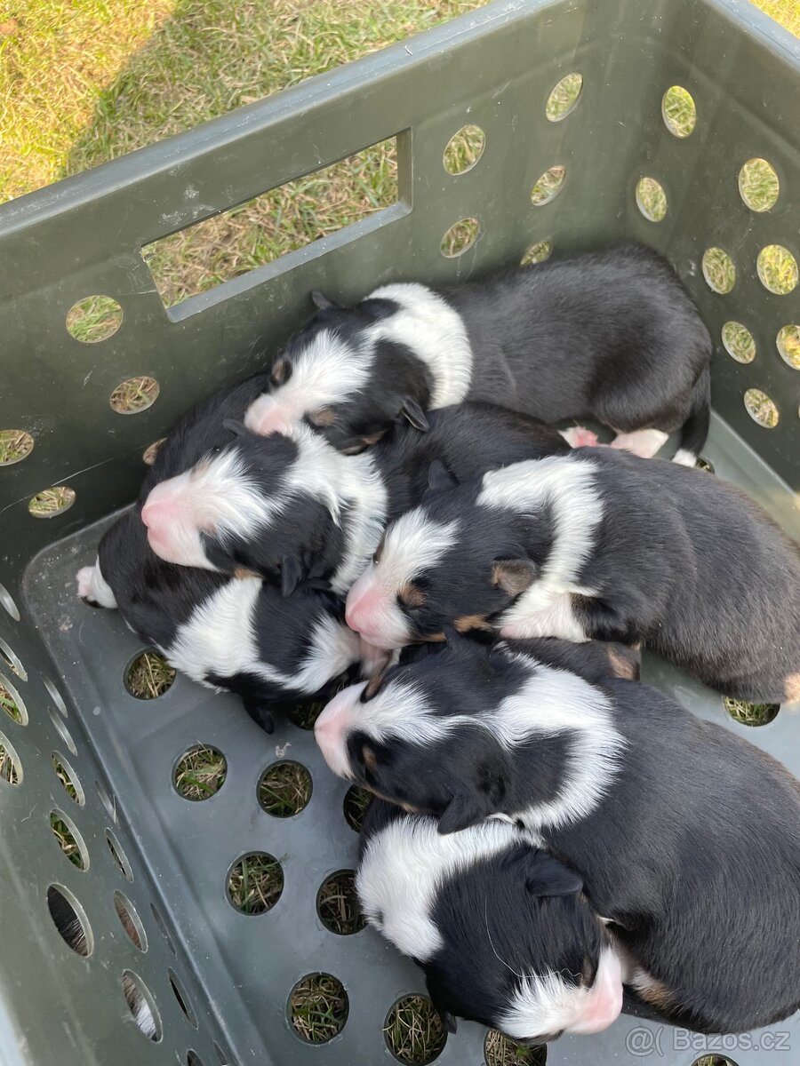 Štěňátko-Border colie Trikolor - 6